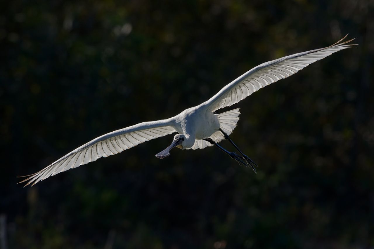 Spatola  (Platalea leucorodia)